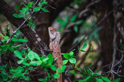 Brown and White Lizard on Brown Tree Branch