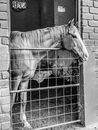 Grayscale Photo of Horse in Stable