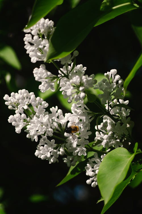 Kostenloses Stock Foto zu blühen, blüte, flora