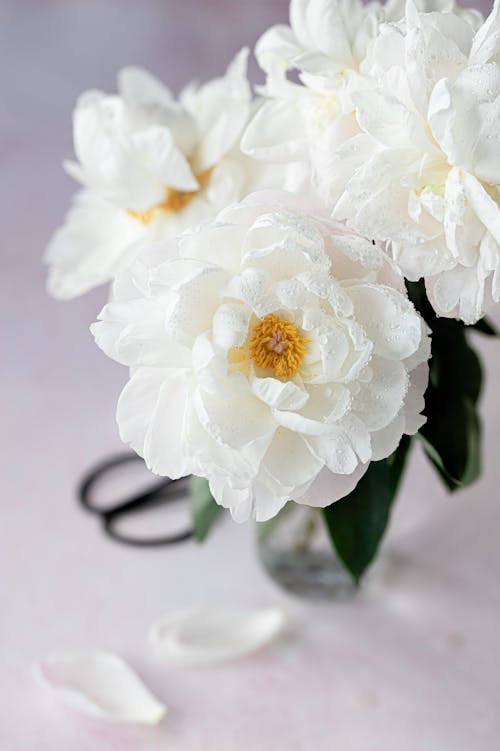 Close-Up Shot of White and Yellow Flowers