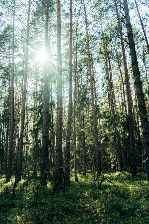 Free A serene view of sunlight streaming through tall trees in a lush green forest. Stock Photo