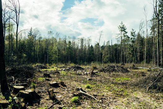 View of a Forest