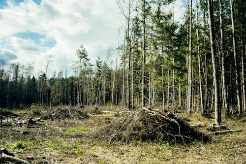 Foto d'estoc gratuïta de bosc, branques, coníferes