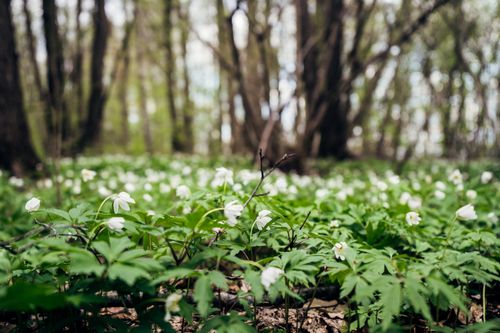 Free Delicate white wood anemones blooming in a lush green forest, capturing spring's essence. Stock Photo