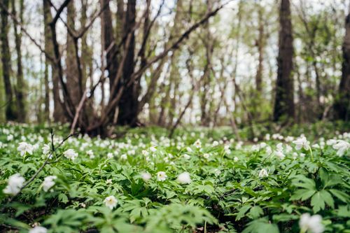 Free Wood anemones blooming under trees, capturing the essence of spring. Stock Photo