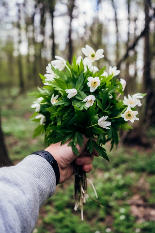 A Person Holding Wood Anemone Flowers