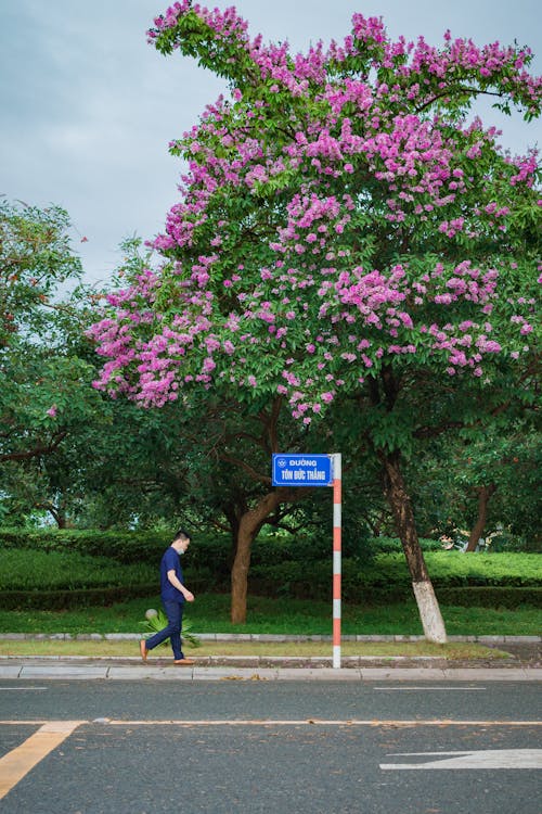 Foto stok gratis berjalan, bunga, jalan