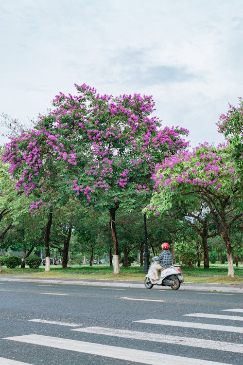 A Person Riding a Scooter Near the Trees with Purple Flowers