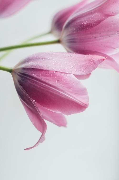 Close-Up of Pink Lily Flowers