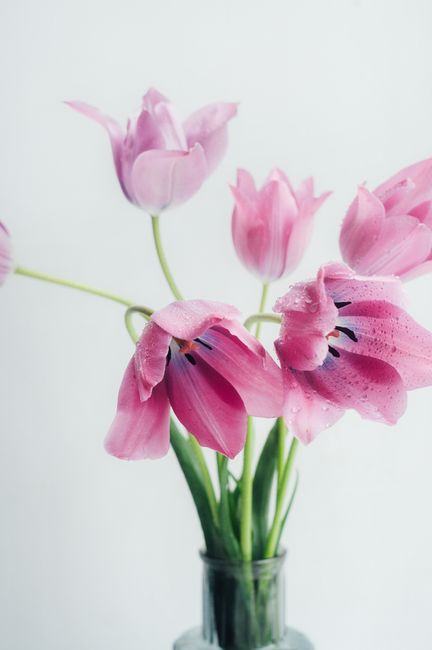 A close-up of vibrant pink tulips with water droplets in a glass vase, offering a fresh and elegant view.
