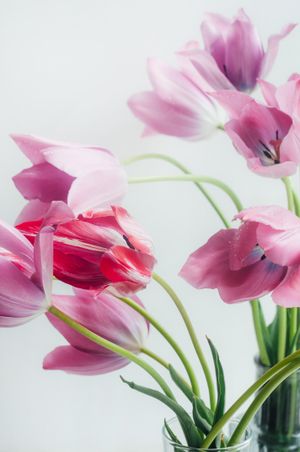 Still life of dried flowers in soft light. Photo by Olga Libert on Pexels.