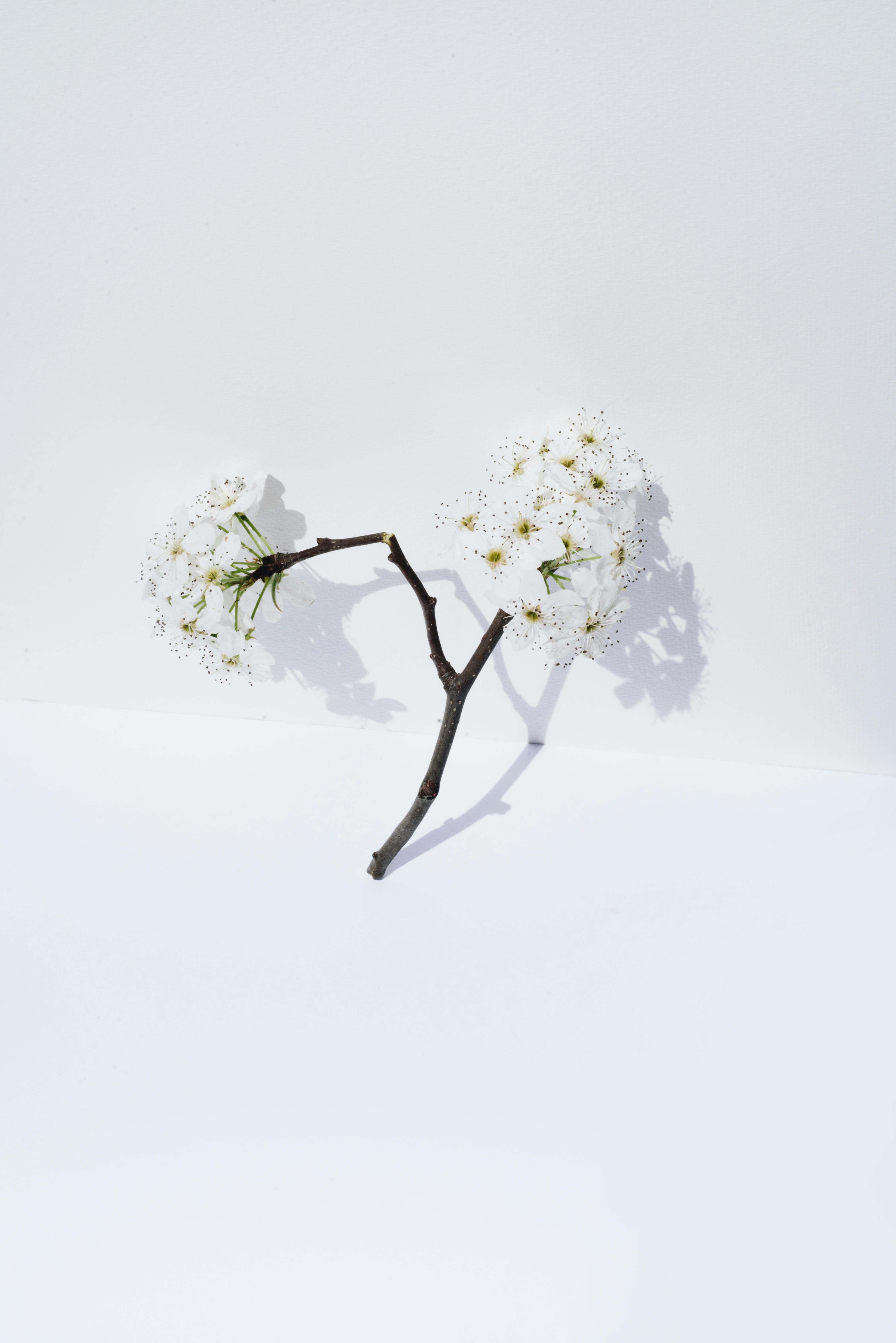 A minimalist photo of an apple blossom branch with white flowers on a bright white background, capturing spring's essence.