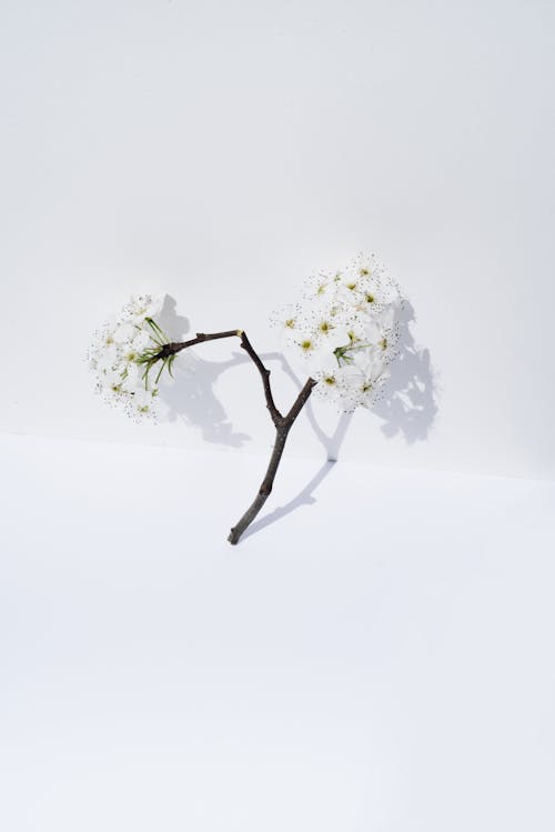 Free Branch with White Blossoms Stock Photo