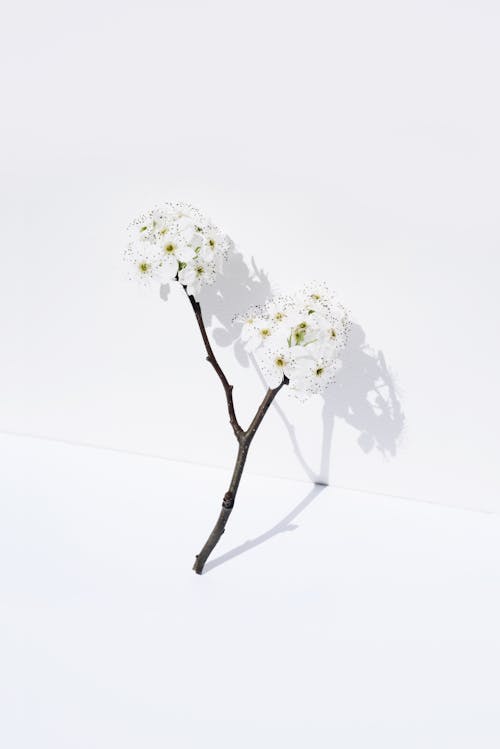 Darmowe zdjęcie z galerii z białe kwiaty, białe tło, gałąź