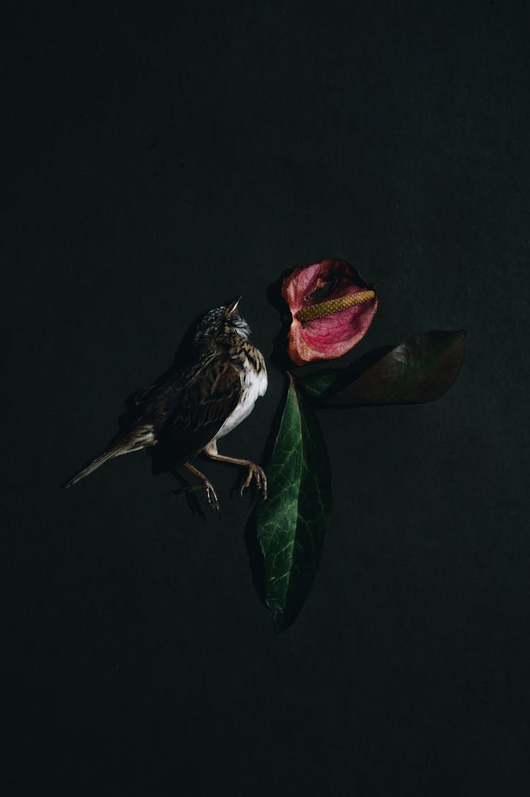 A Bird And A Flower On A Black Background