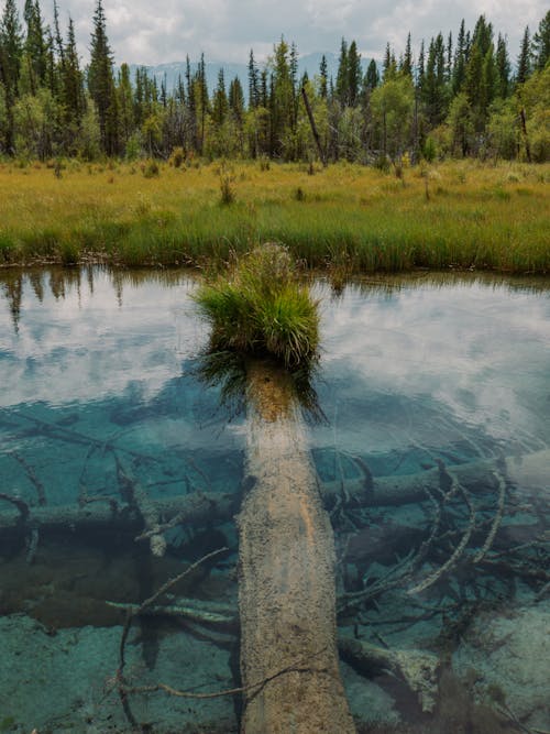 Foto stok gratis air, danau, hutan