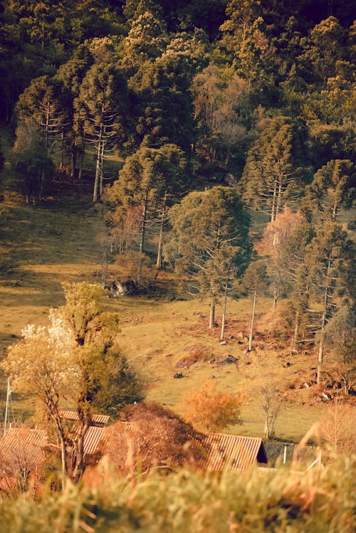 Foto d'estoc gratuïta de arbres, bellesa, bosc