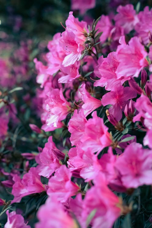 คลังภาพถ่ายฟรี ของ การถ่ายภาพดอกไม้, กุหลาบพันปี, ดอกไม้สีชมพู