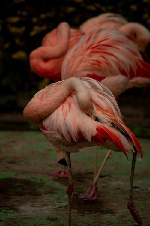 Flamingos Standing on Wetlands