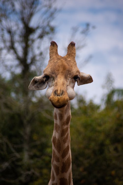 Kostnadsfri bild av djurfotografi, fläckar, giraff