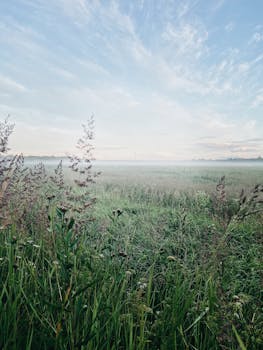 Tranquil morning scene of a misty field with soft sunrise light and clear blue sky.