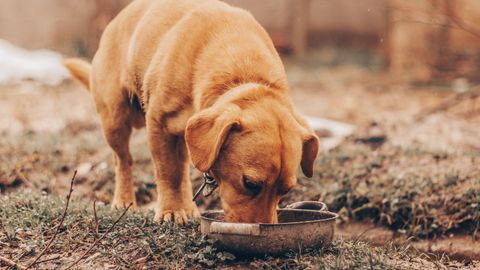 High-Protein, Low-Carb Dog Food: What the Numbers Actually Tell You