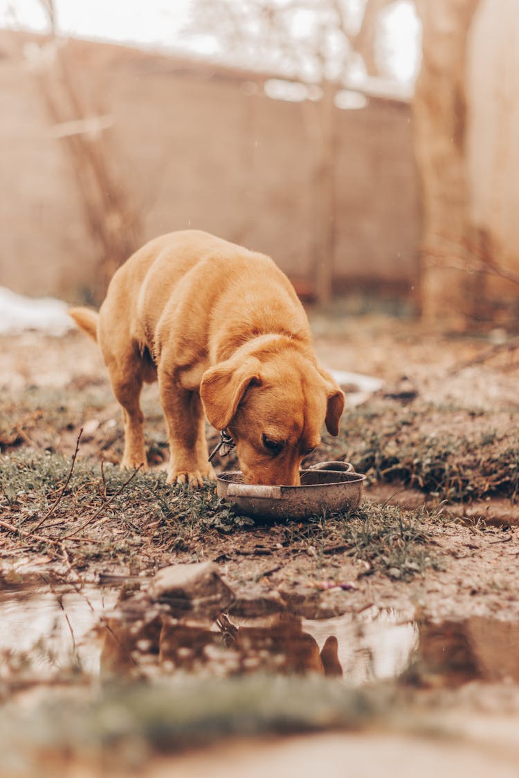 A Dog Eating 