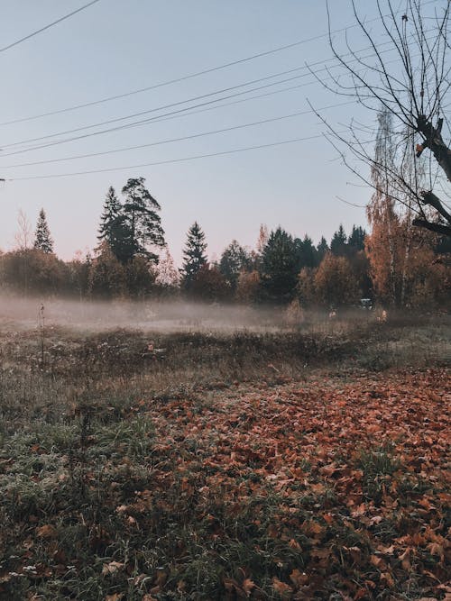 Ingyenes stockfotó elesett, fák, fű témában