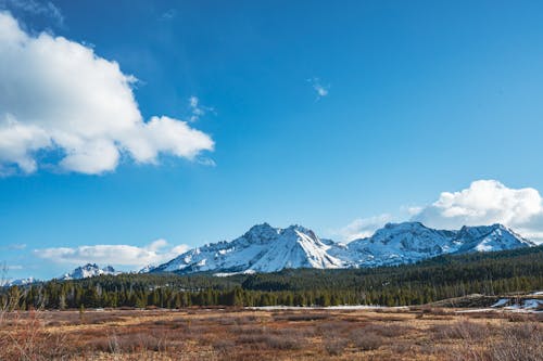 Evergreen Forest against Mountains in Snow