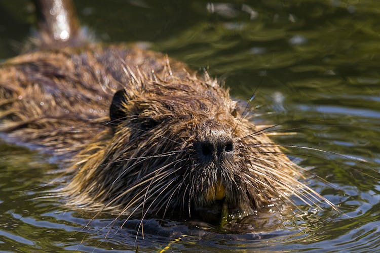 Nutria Swimming On Lake Water