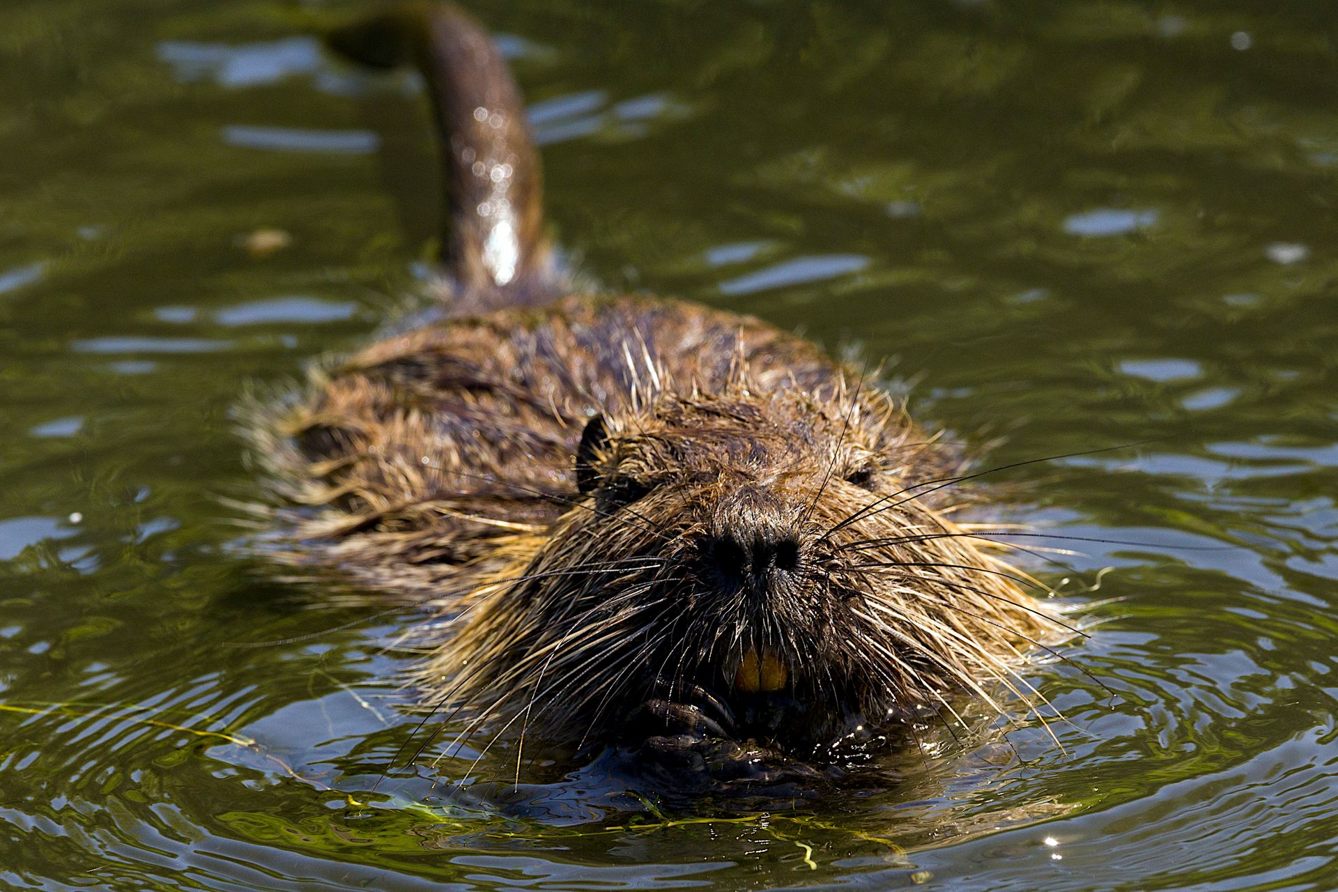 Nutria Swimming on the Water