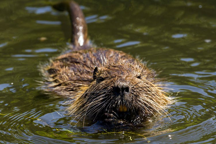 Nutria Swimming On The Water 