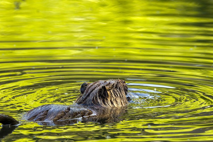 Beaver Swimming In River