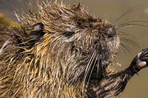 Wet Nutria in Close-Up Photography 
