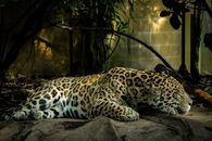 Leopard Lying on Brown Rock