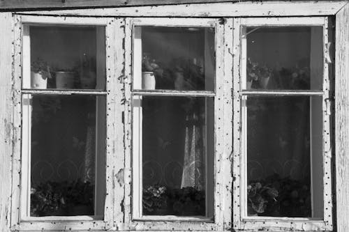 Grayscale Photo Potted Plants on Wooden Framed Glass Windows 