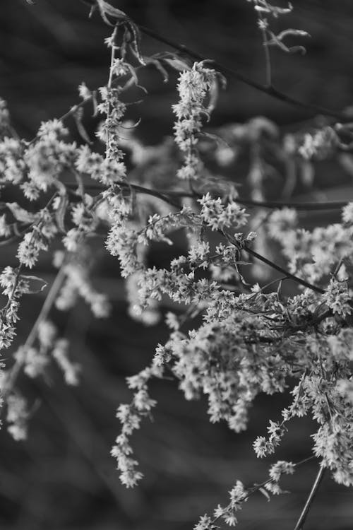 Photos gratuites de branches, magnifique, noir et blanc