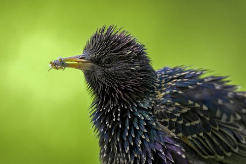 Close Up Photo of a Bird Eating an Insect