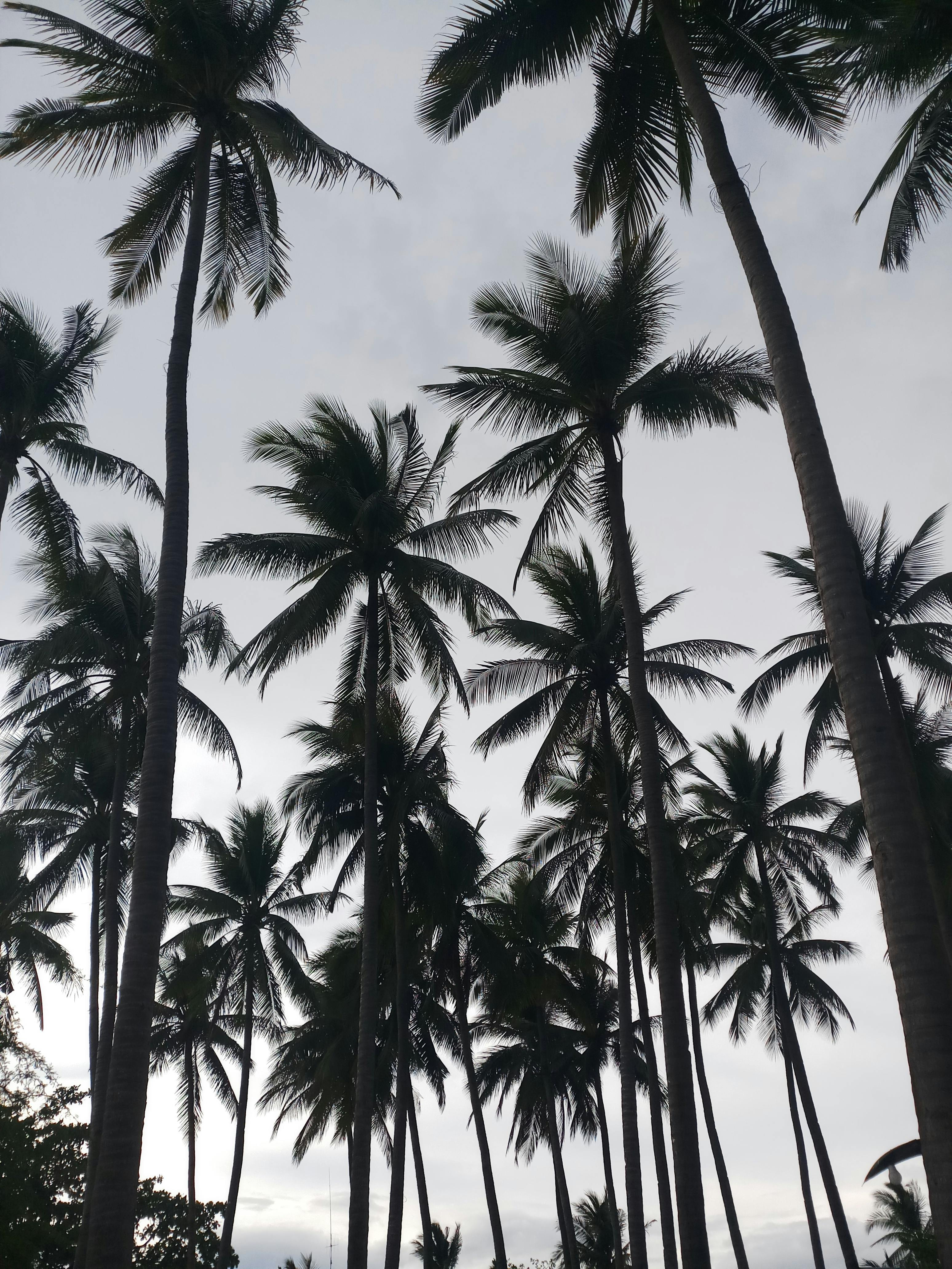 Coconut tree wallpaper hires stock photography and images  Alamy