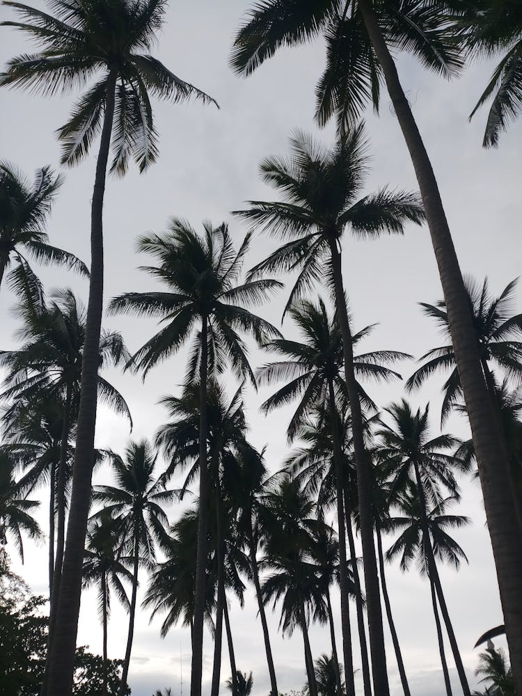 Coconut Trees Under White Sky