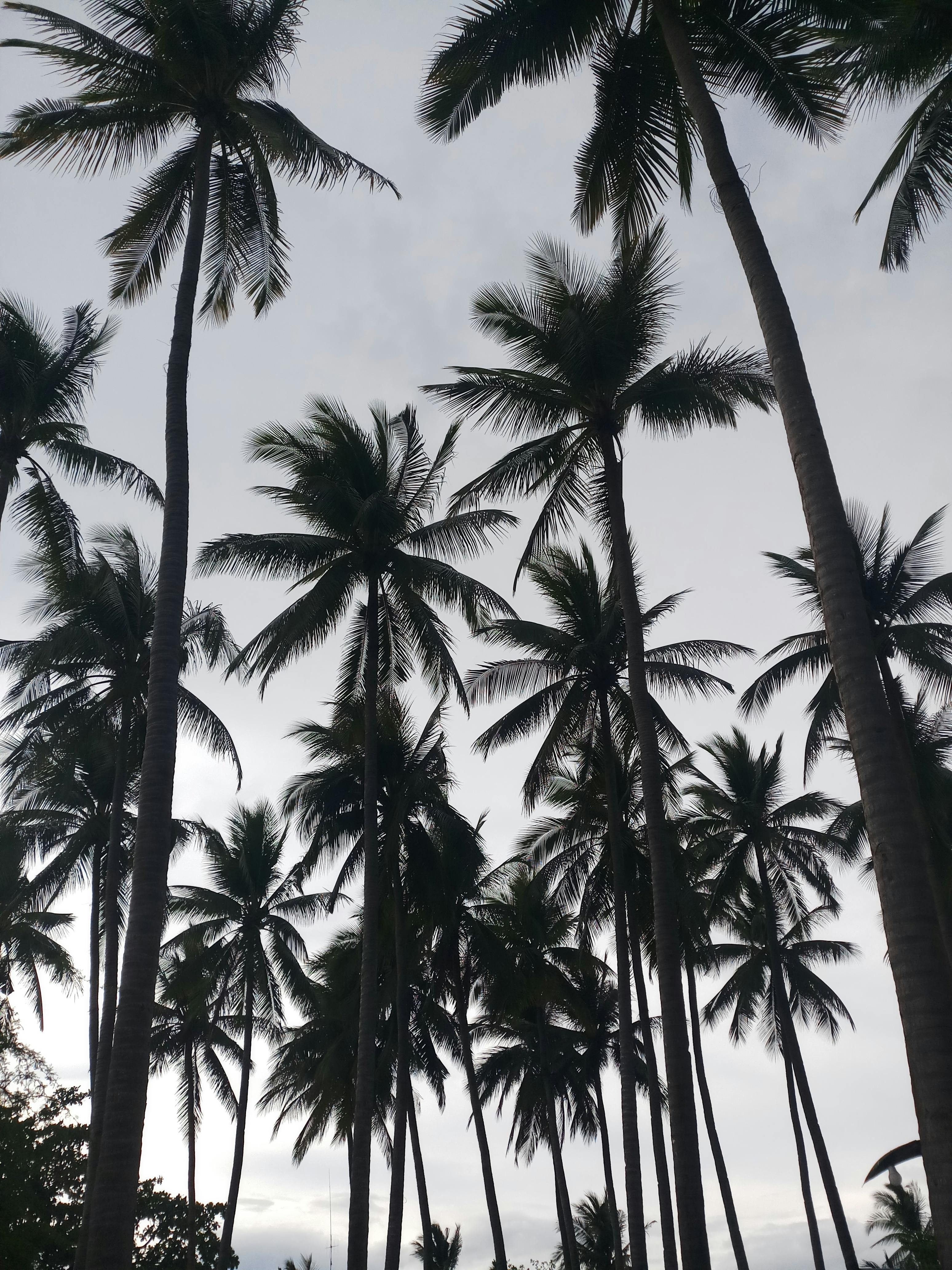 Palm Trees Photos, Download The BEST Free Palm Trees Stock Photos & HD  Images