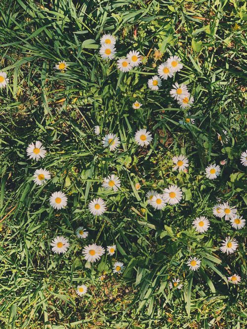 Free A top-down view of vibrant daisies blooming amidst fresh grass, capturing a serene spring feel. Stock Photo