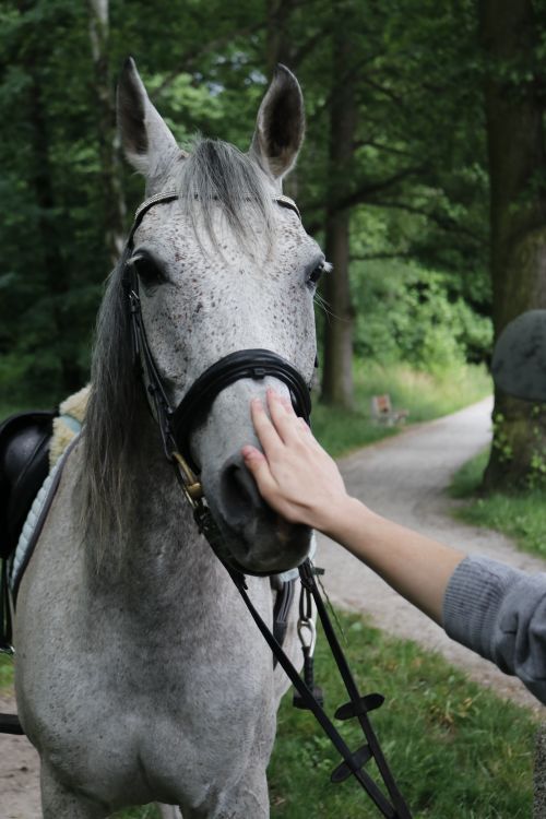 Free A grey horse wearing a halter being gently petted by an unrecognizable person outdoors. Stock Photo