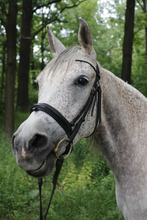 Free Elegant close-up of a gray horse in a lush green forest, showcasing its beauty. Stock Photo