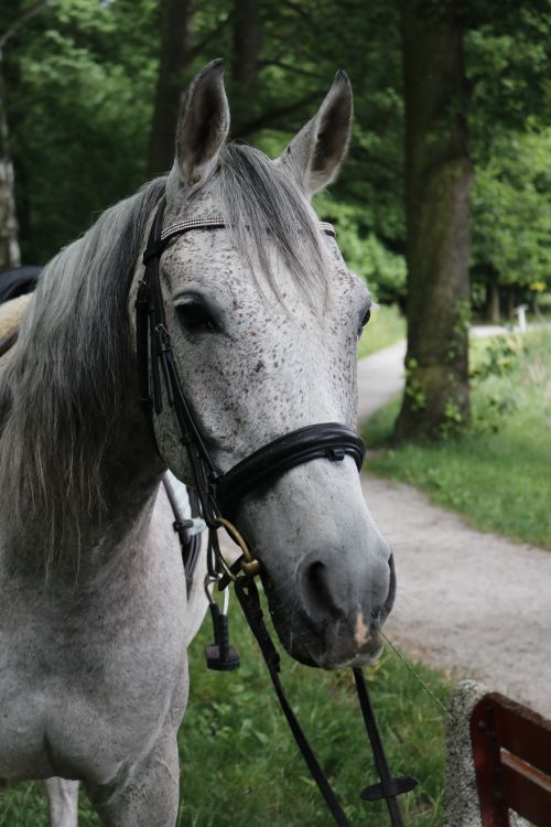 Free Close-up of a gray horse with halter, standing on a forest trail. Stock Photo