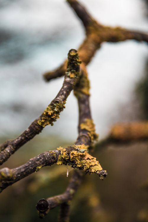 Free Close-up image of lichen growing on a tree branch showcasing natural textures. Stock Photo