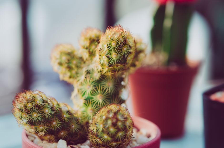 Macro shot of a prickly Mammillaria cactus in a pot, showcasing its unique texture.