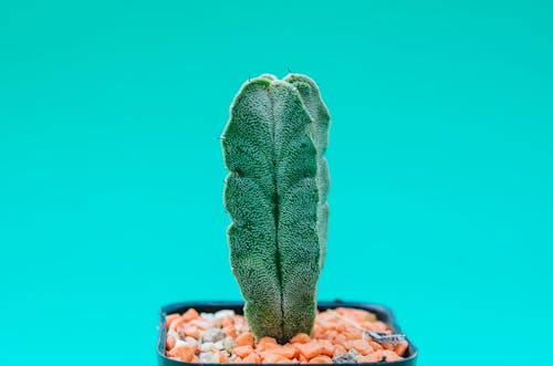 Płytkie Fotografia Ostrości Zielonego Kaktusa
