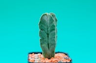 一张照片详细展示了一棵绿色仙人掌，背景是生动的绿松石色