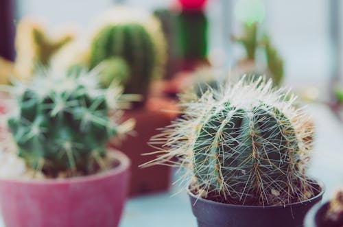Free Shallow Focus Photography Of Potted Cactus Stock Photo